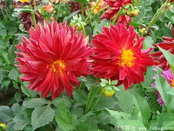 1668355096337398.jpg <a href='https://www.lvbad.com/caohuazhongzi/1038.html' target='_blank'>大丽花种子</a>12h.jpg