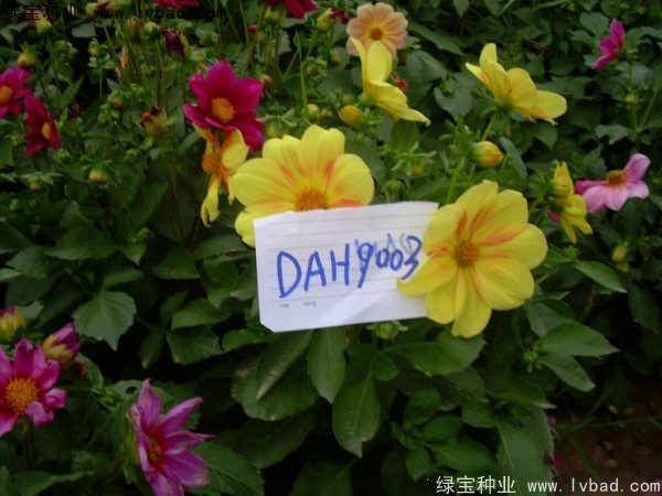 1668355106781826.jpg 大丽花<a href='https://www.lvbad.com/' target='_blank'>种子</a>7h.jpg