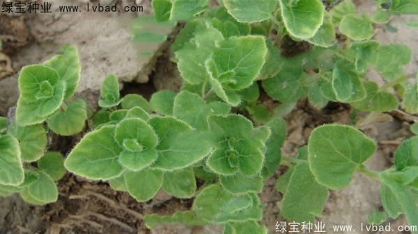 <a href='https://www.lvbad.com/yaocaizhongzi/2347.html' target='_blank'>党参种子</a>1.jpg