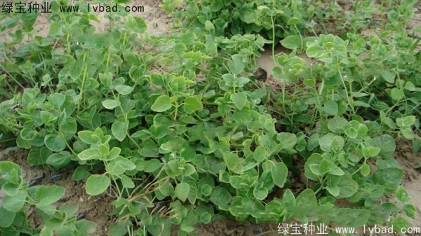 党参<a href='https://www.lvbad.com/' target='_blank'>种子</a>2.jpg