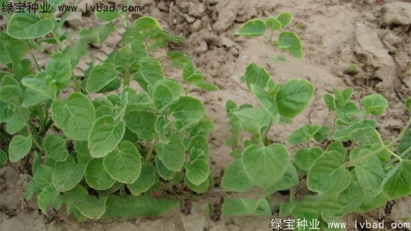 <a href='https://www.lvbad.com/yaocaizhongzi/2347.html' target='_blank'>党参种子</a>3.jpg