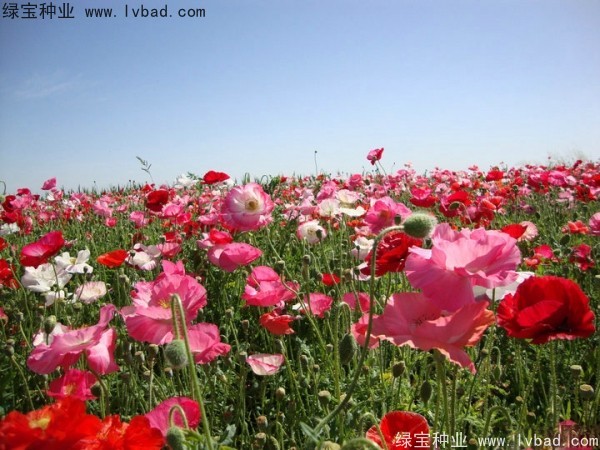 <a href='https://www.lvbad.com/caohuazhongzi/161.html' target='_blank'>虞美人种子</a>17.jpg