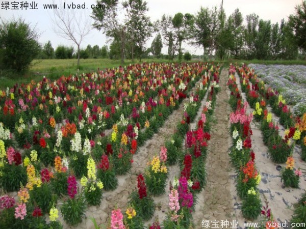 <a href='https://www.lvbad.com/caohuazhongzi/1569.html' target='_blank'>金鱼草</a>3.jpg