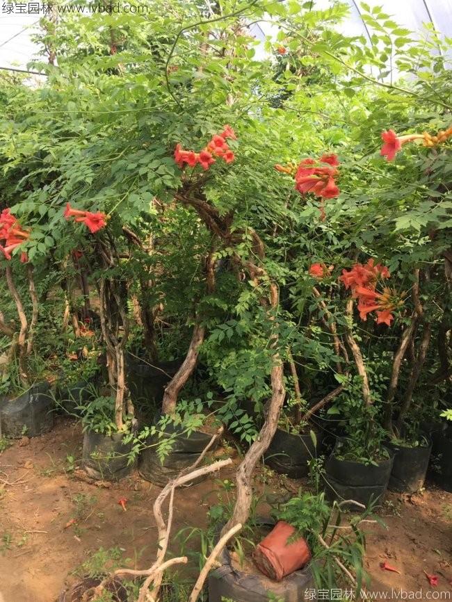 凌霄花7c.jpg