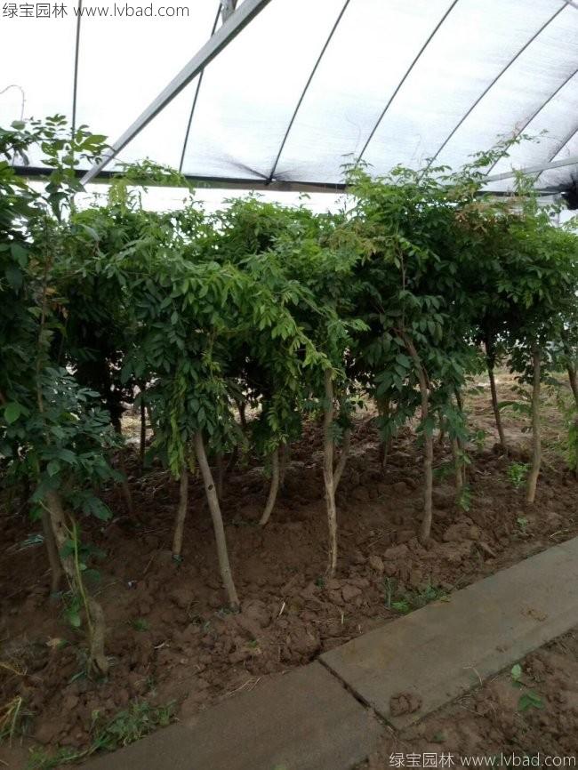 凌霄花9c.jpg