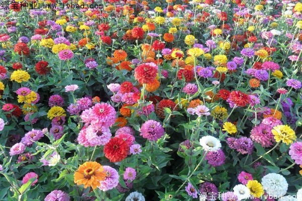 <a href='https://www.lvbad.com/caohuazhongzi/1020.html' target='_blank'>百日草种子</a>9.jpg