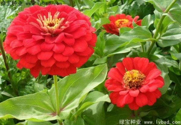 <a href='https://www.lvbad.com/caohuazhongzi/1020.html' target='_blank'>百日草种子</a>8.jpg