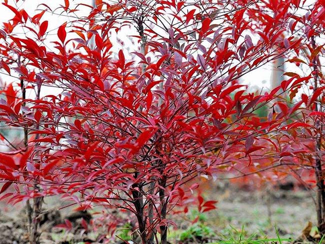 <a href='https://www.lvbad.com/linmuzhongzi/1772.html' target='_blank'>南天竹</a>1.jpeg