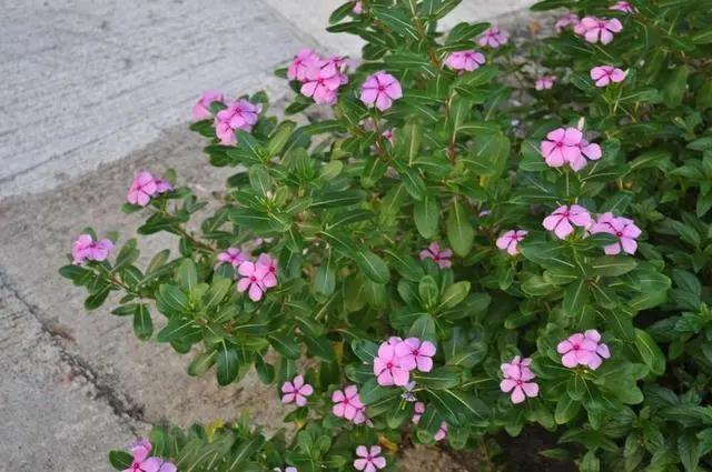 长春花1.jpg
