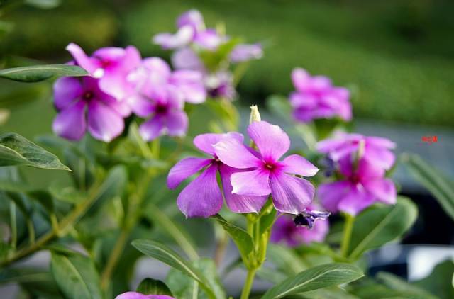 长春花2.jpg