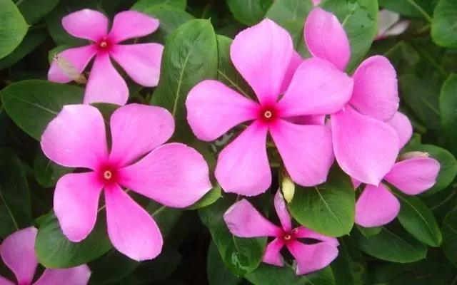 长春花3.jpg