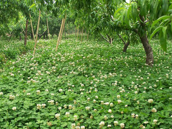 <a href='https://www.lvbad.com/caopingzhongzi/1662.html' target='_blank'>白三叶</a>11.jpg