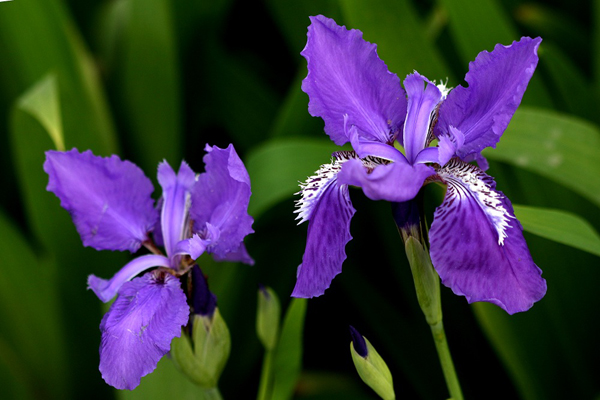 <a href='https://www.lvbad.com/caobenzhiwu/3382.html' target='_blank'>鸢尾花</a>2.jpeg