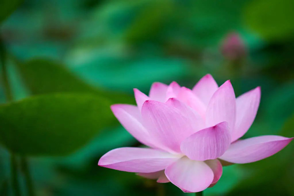 <a href='https://www.lvbad.com/caohuazhongzi/1059.html' target='_blank'>荷花</a>2.jpeg