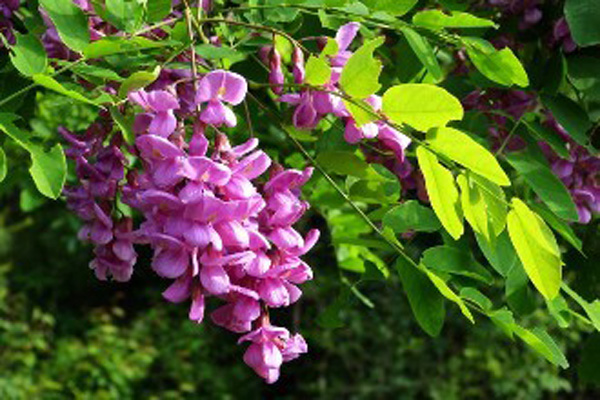 紫穗槐2.jpeg