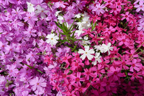 芝<a href='https://www.lvbad.com/linmuzhongzi/1777.html' target='_blank'>樱花</a>3.jpeg