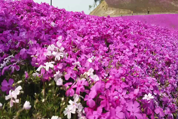 芝<a href='https://www.lvbad.com/linmuzhongzi/1777.html' target='_blank'>樱花</a>2.jpeg