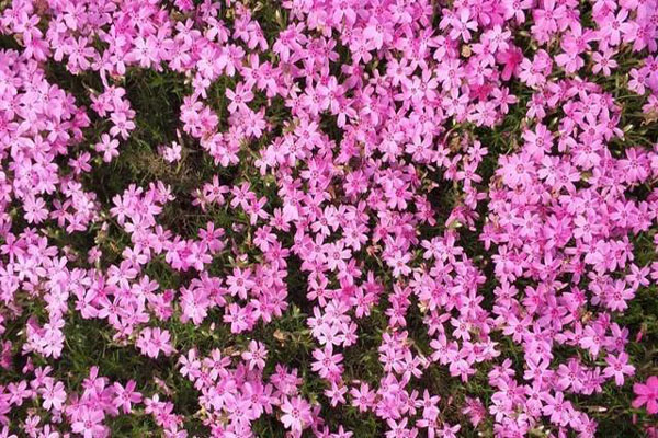 芝<a href='https://www.lvbad.com/linmuzhongzi/1777.html' target='_blank'>樱花</a>1.jpeg
