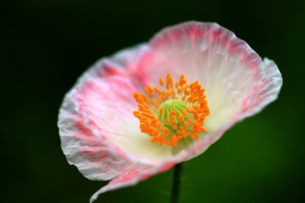 <a href='https://www.lvbad.com/caohuazhongzi/161.html' target='_blank'>虞美人</a>1.jpeg