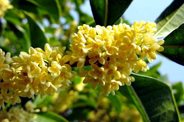<a href='https://www.lvbad.com/linmuzhongzi/1768.html' target='_blank'>桂花</a>1.jpeg
