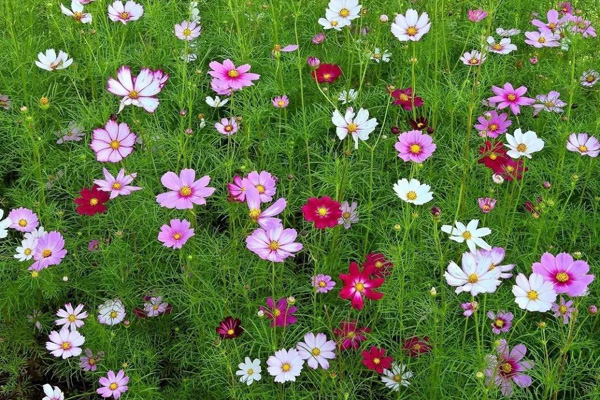 <a href='https://www.lvbad.com/caohuazhongzi/12.html' target='_blank'>波斯菊</a>2.jpeg