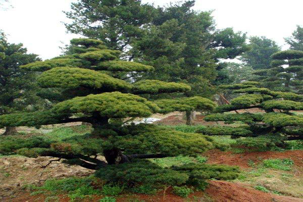 黄叶<a href='https://www.lvbad.com/linmuzhongzi/1817.html' target='_blank'>五针松</a>1.jpeg