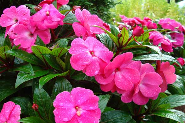 <a href='https://www.lvbad.com/caohuazhongzi/1051.html' target='_blank'>凤仙花</a>4.jpeg