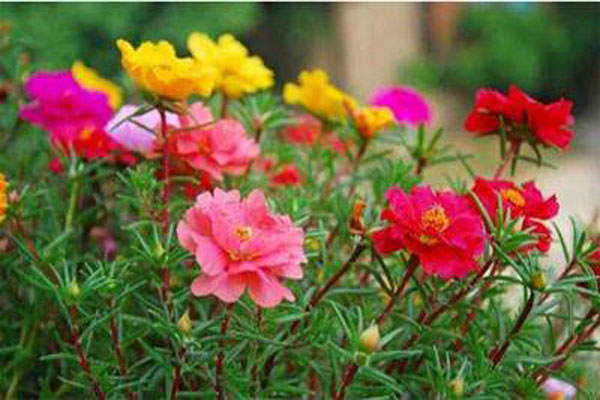 <a href='https://www.lvbad.com/caohuazhongzi/16045.html' target='_blank'>太阳花</a>22.jpeg