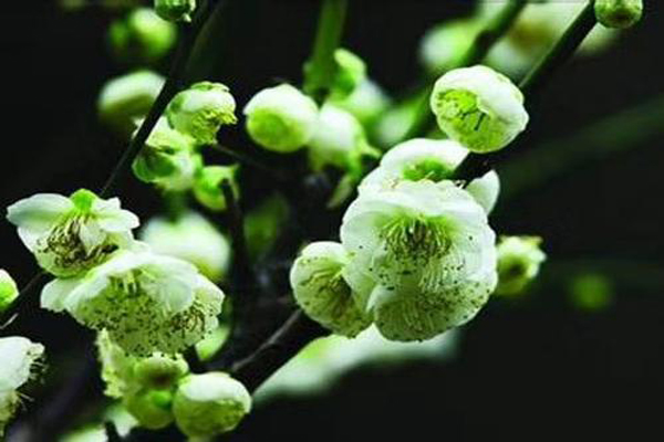 <a href='https://www.lvbad.com/xiaoqiaomu/3562.html' target='_blank'>绿梅</a>花1.jpeg