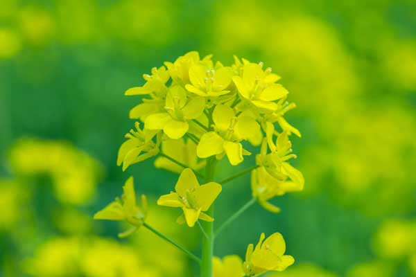 油菜花1.jpg