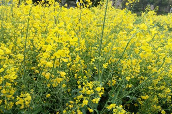 <a href='https://www.lvbad.com/caohuazhongzi/17855.html' target='_blank'>油菜</a>1.jpeg