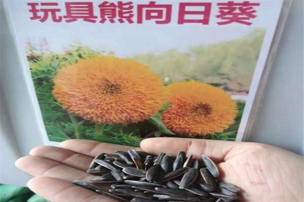玩具熊<a href='https://www.lvbad.com/caohuazhongzi/97271.html' target='_blank'>向日葵种子</a>.jpeg