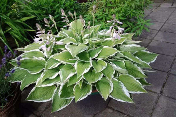 <a href='https://www.lvbad.com/caobenzhiwu/3403.html' target='_blank'>玉簪花</a>2.jpeg
