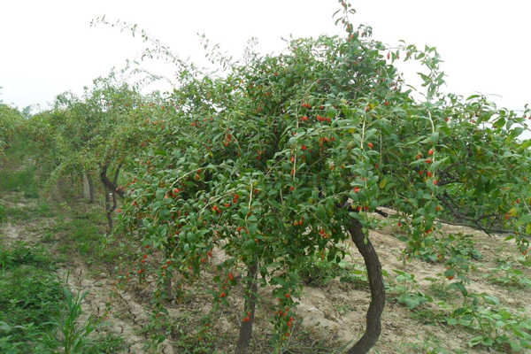<a href='https://www.lvbad.com/yaocaizhongzi/2351.html' target='_blank'>枸杞</a>4.jpeg
