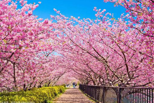 <a href='https://www.lvbad.com/linmuzhongzi/1777.html' target='_blank'>樱花</a>3.jpeg