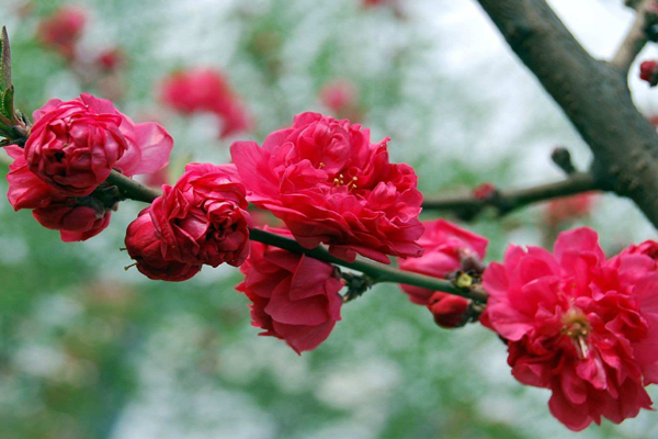 <a href='https://www.lvbad.com/xiaoqiaomu/3537.html' target='_blank'>碧桃</a>2.jpeg