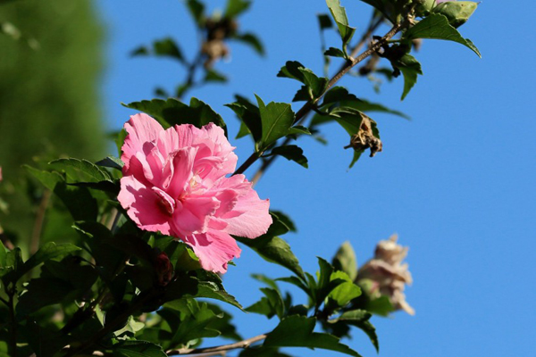 <a href='https://www.lvbad.com/xiaoqiaomu/3546.html' target='_blank'>木槿花</a>2.jpeg