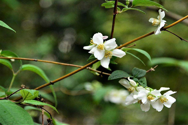 <a href='https://www.lvbad.com/linmuzhongzi/2243.html' target='_blank'>山梅花</a>2.jpeg