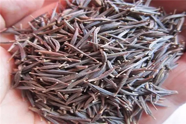 <a href='https://www.lvbad.com/caohuazhongzi/12.html' target='_blank'>波斯菊</a>种.jpeg