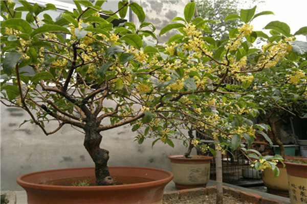 <a href='https://www.lvbad.com/linmuzhongzi/1768.html' target='_blank'>桂花</a>2.jpeg