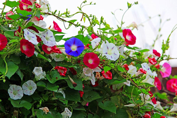 <a href='https://www.lvbad.com/caohuazhongzi/1613.html' target='_blank'>牵牛花</a>1.jpeg