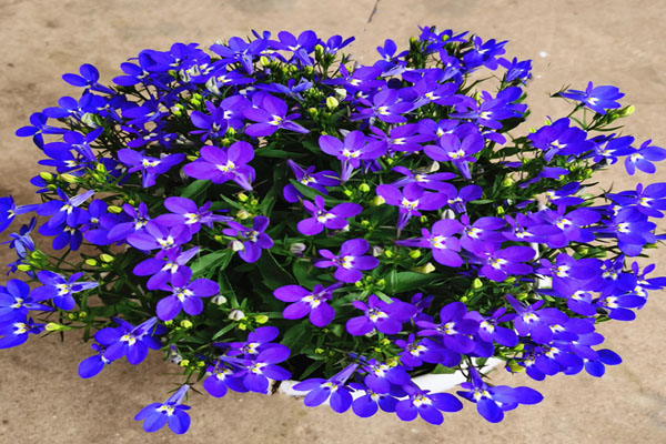 <a href='https://www.lvbad.com/caohuazhongzi/1585.html' target='_blank'>六倍利</a>.jpeg