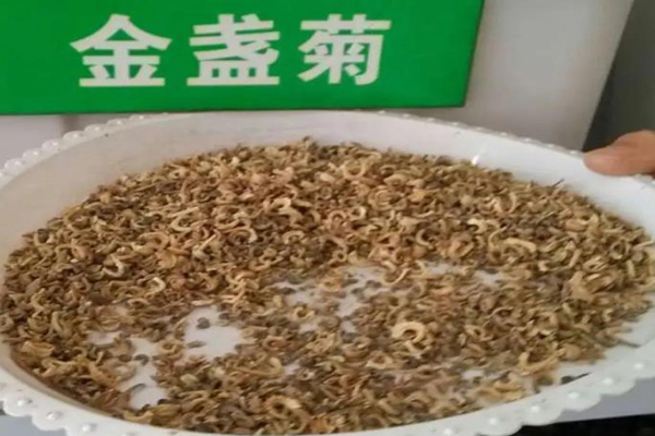金盏花<a href='https://www.lvbad.com/' target='_blank'>种子</a>.jpg