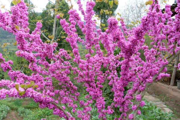 紫荆树1.jpeg