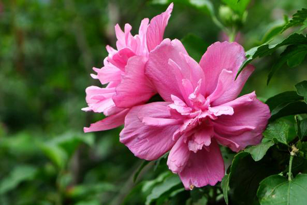 <a href='https://www.lvbad.com/xiaoqiaomu/3546.html' target='_blank'>木槿花</a>3.jpeg