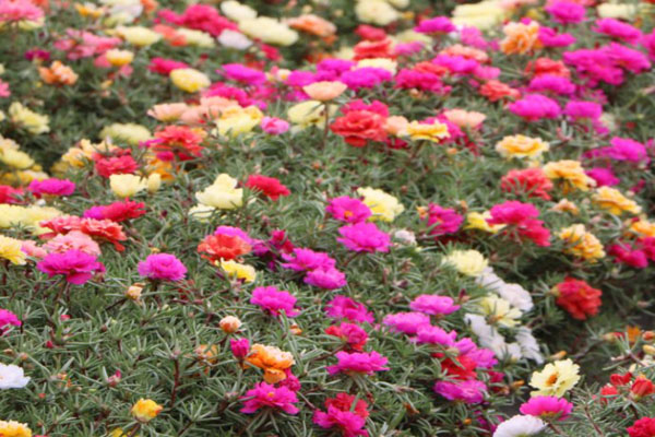<a href='https://www.lvbad.com/caohuazhongzi/16045.html' target='_blank'>太阳花</a>33.jpeg