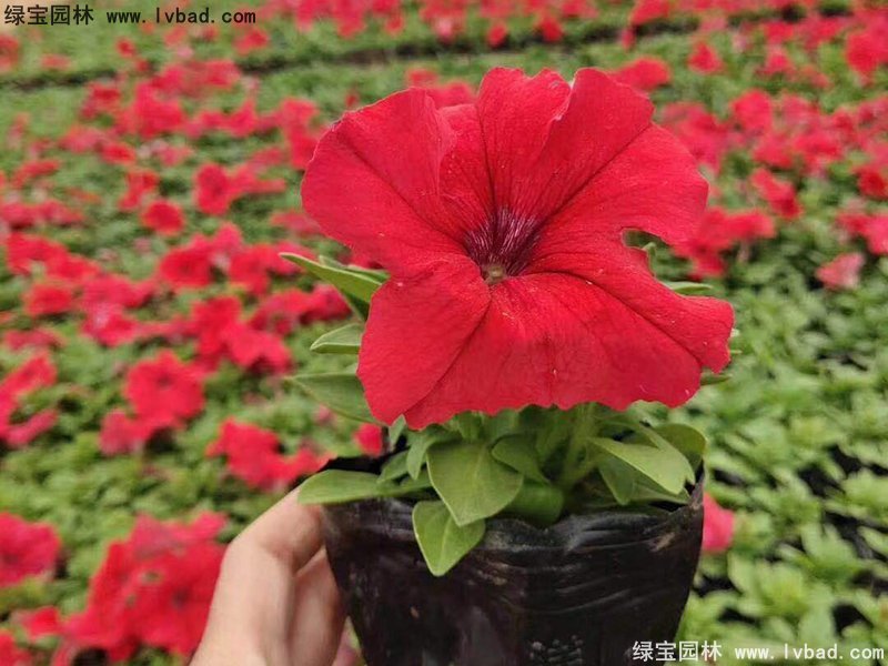大红色日本矮牵牛盆栽花镜摆花植物草本