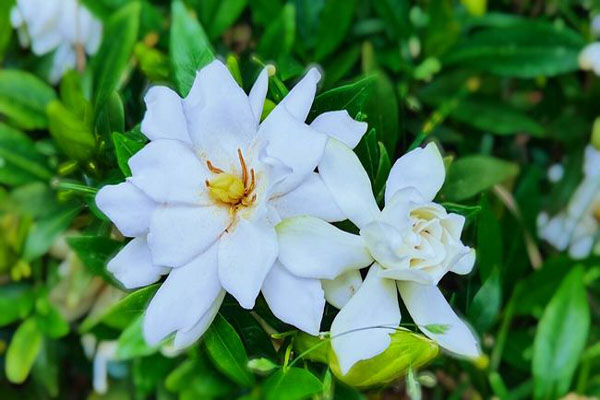 栀子花1.jpeg
