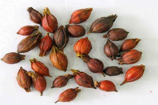 <a href='https://www.lvbad.com/linmuzhongzi/2212.html' target='_blank'>栀子花种子</a>1.jpg