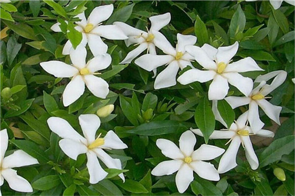 <a href='https://www.lvbad.com/linmuzhongzi/2212.html' target='_blank'>栀子花</a>2.jpeg